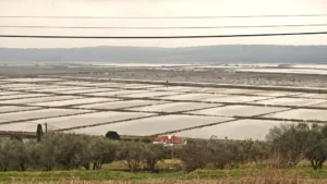 Barjani po Seški poti