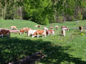 Občina s svežim razpisom za kmetije in podeželje
