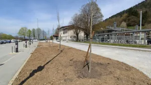 Zasaditev lip med ŽP in PR v Borovnici