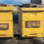 Minister Jože Novak in župan Janko Prebil na obisku pri ”horjulskih čebelah” sredi Ljubljane
