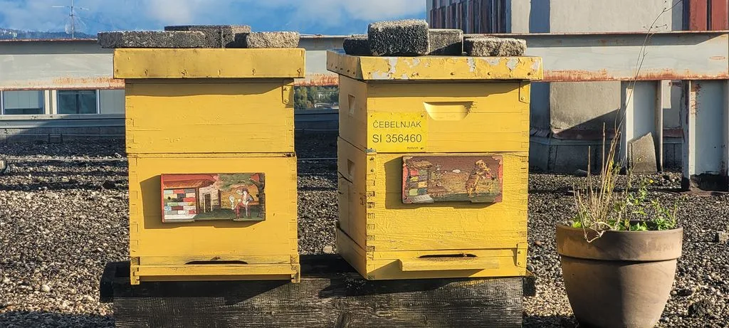 Minister Jože Novak in župan Janko Prebil na obisku pri ”horjulskih čebelah” sredi Ljubljane