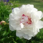 Podelitev priznanj najlepše urejenim domovom, vrtovom in drugim objektom