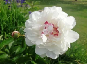 Podelitev priznanj najlepše urejenim domovom, vrtovom in drugim objektom