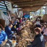 Ličkanje koruze znova pod toplarjem pri Mlinčku