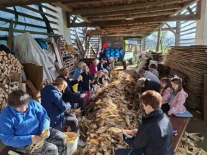 Ličkanje koruze znova pod toplarjem pri Mlinčku