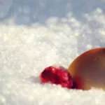 Drage  planinke, planinci in bralci časopisa!