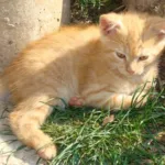 Sterilizacija in kastracija mačk v Občini Borovnica