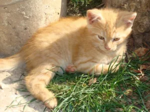 Sterilizacija in kastracija mačk v Občini Borovnica