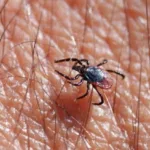 Tudi letos subvencionirano cepljenje proti klopnemu meningoencefalitisu