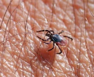 Tudi letos subvencionirano cepljenje proti klopnemu meningoencefalitisu