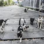 Preveč zapuščenih mačk - kaj določa zakon in kaj lahko storimo?