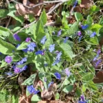 Zimzeleni v dolini Završnice