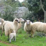 VABILO NA STROKOVNO DELAVNICO