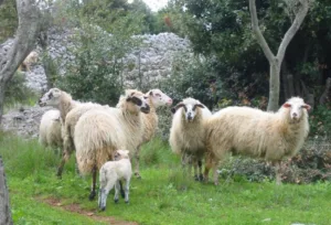 VABILO NA STROKOVNO DELAVNICO